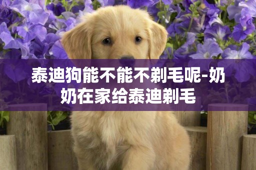 泰迪狗能不能不剃毛呢-奶奶在家給泰迪剃毛