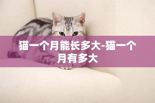 貓一個月能長多大-貓一個月有多大