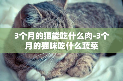 3個月的貓能吃什么肉-3個月的貓咪吃什么蔬菜