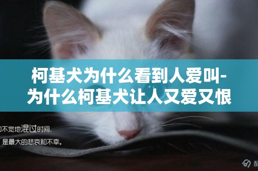 柯基犬為什么看到人愛叫-為什么柯基犬讓人又愛又恨