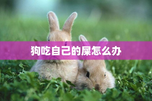 狗吃自己的屎怎么辦