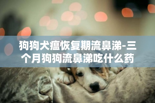 狗狗犬瘟恢復期流鼻涕-三個月狗狗流鼻涕吃什么藥