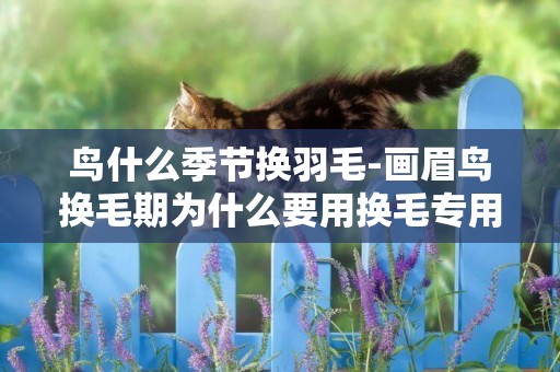 鳥什么季節換羽毛-畫眉鳥換毛期為什么要用換毛專用料