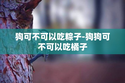 狗可不可以吃粽子-狗狗可不可以吃橘子