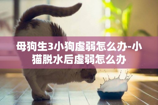母狗生3小狗虛弱怎么辦-小貓脫水后虛弱怎么辦
