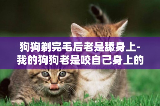 狗狗剃完毛后老是舔身上-我的狗狗老是咬自己身上的毛
