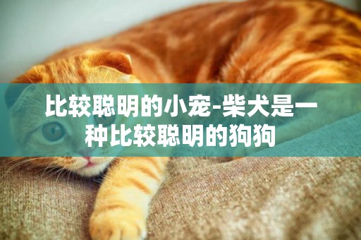 比較聰明的小寵-柴犬是一種比較聰明的狗狗