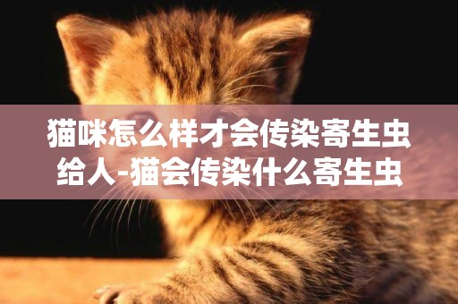 貓咪怎么樣才會傳染寄生蟲給人-貓會傳染什么寄生蟲