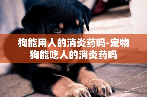 狗能用人的消炎藥嗎-寵物狗能吃人的消炎藥嗎