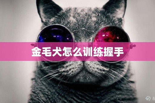 金毛犬怎么訓練握手