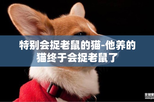 特別會捉老鼠的貓-他養的貓終于會捉老鼠了