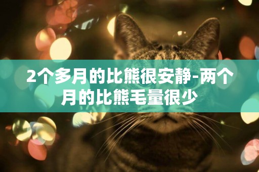 2個多月的比熊很安靜-兩個月的比熊毛量很少