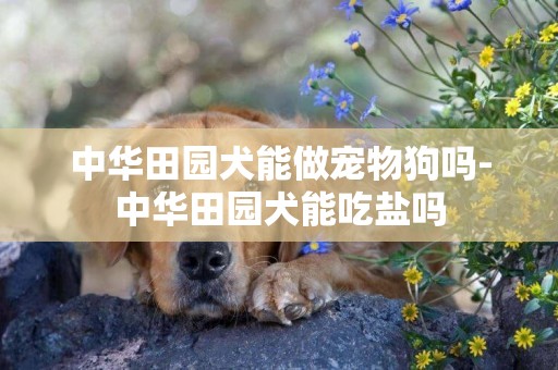 中華田園犬能做寵物狗嗎-中華田園犬能吃鹽嗎
