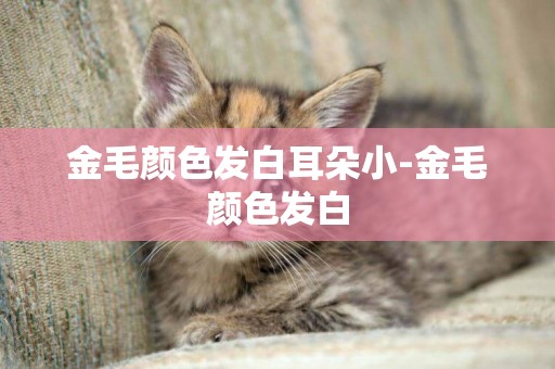 金毛顏色發白耳朵小-金毛顏色發白