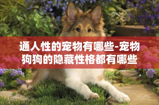 通人性的寵物有哪些-寵物狗狗的隱藏性格都有哪些