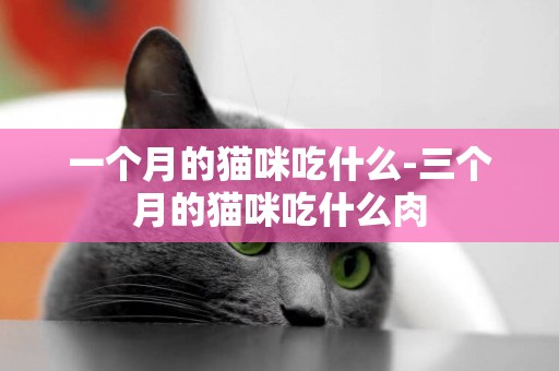 一個月的貓咪吃什么-三個月的貓咪吃什么肉