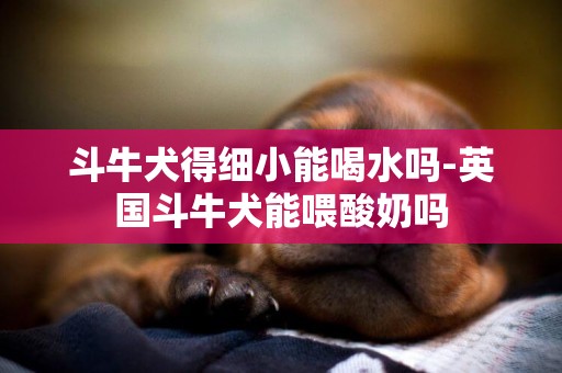 斗牛犬得細小能喝水嗎-英國斗牛犬能喂酸奶嗎