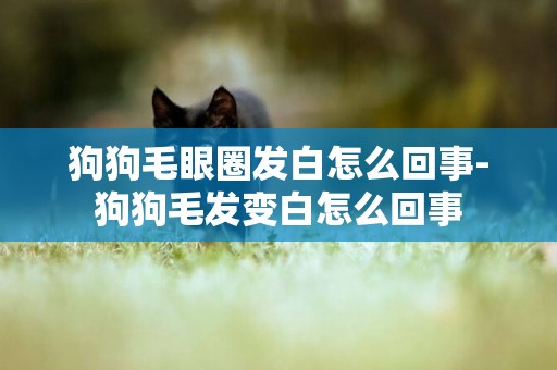 狗狗毛眼圈發白怎么回事-狗狗毛發變白怎么回事
