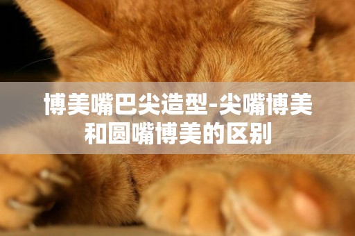 博美嘴巴尖造型-尖嘴博美和圓嘴博美的區別