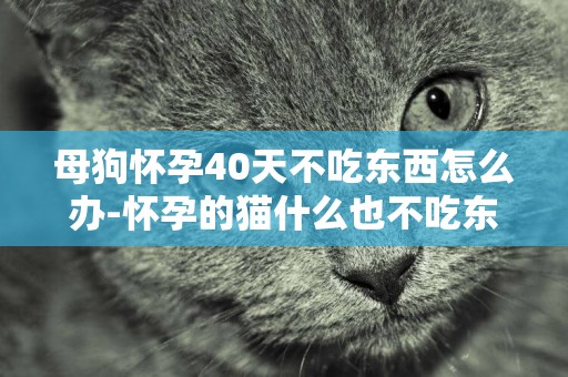 母狗懷孕40天不吃東西怎么辦-懷孕的貓什么也不吃東西是怎么回事
