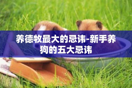養德牧最大的忌諱-新手養狗的五大忌諱