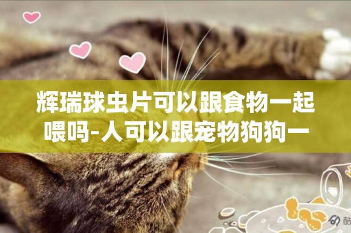 輝瑞球蟲片可以跟食物一起喂嗎-人可以跟寵物狗狗一起睡覺嗎