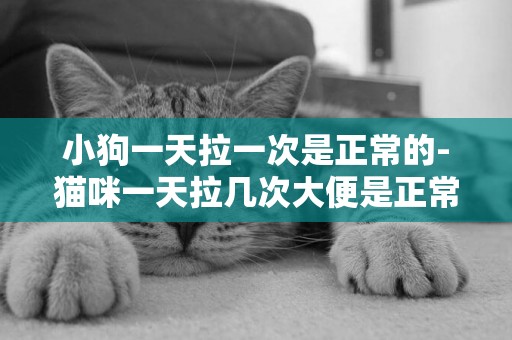 小狗一天拉一次是正常的-貓咪一天拉幾次大便是正常的