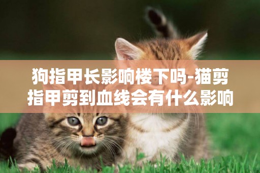 狗指甲長影響樓下嗎-貓剪指甲剪到血線會有什么影響