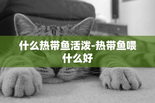 什么熱帶魚活潑-熱帶魚喂什么好