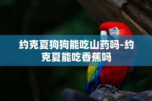 約克夏狗狗能吃山藥嗎-約克夏能吃香蕉嗎