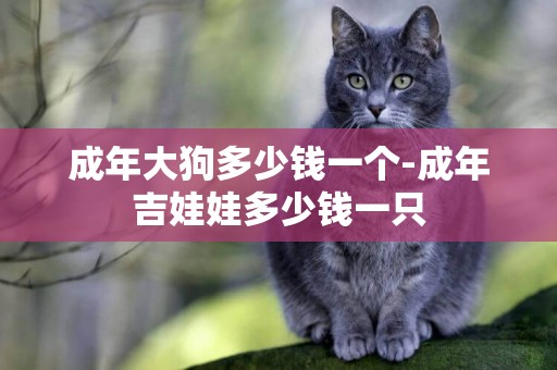 成年大狗多少錢一個-成年吉娃娃多少錢一只