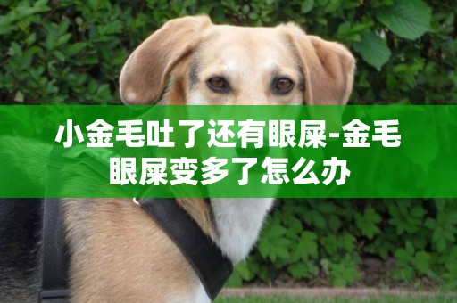 小金毛吐了還有眼屎-金毛眼屎變多了怎么辦