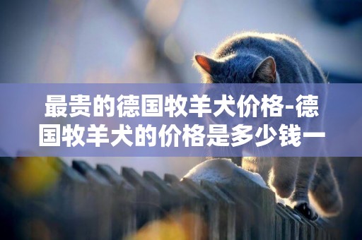 最貴的德國牧羊犬價格-德國牧羊犬的價格是多少錢一條