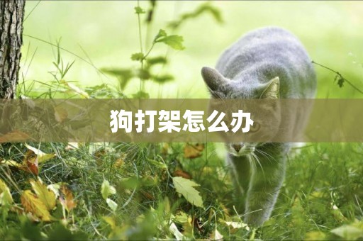 狗打架怎么辦