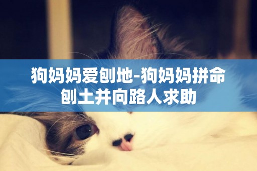 狗媽媽愛刨地-狗媽媽拼命刨土并向路人求助