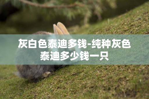 灰白色泰迪多錢-純種灰色泰迪多少錢一只