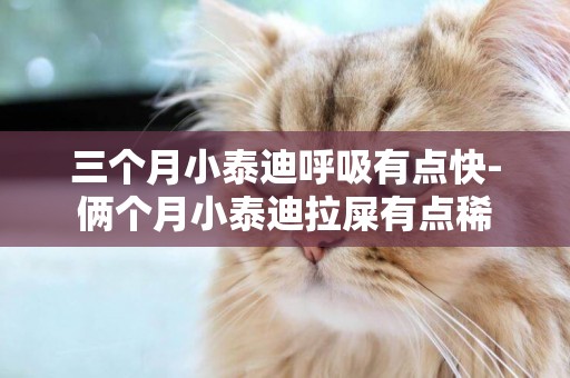 三個月小泰迪呼吸有點快-倆個月小泰迪拉屎有點稀