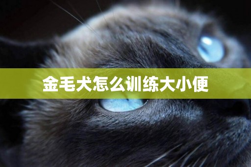 金毛犬怎么訓練大小便