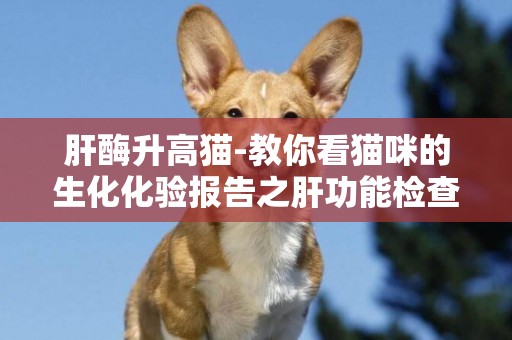 肝酶升高貓-教你看貓咪的生化化驗報告之肝功能檢查