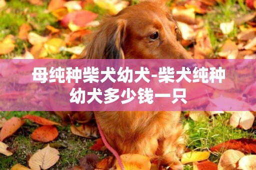 母純種柴犬幼犬-柴犬純種幼犬多少錢一只