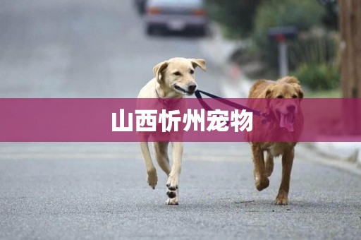 山西忻州寵物