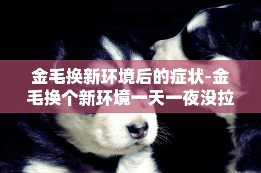 金毛換新環境后的癥狀-金毛換個新環境一天一夜沒拉屎