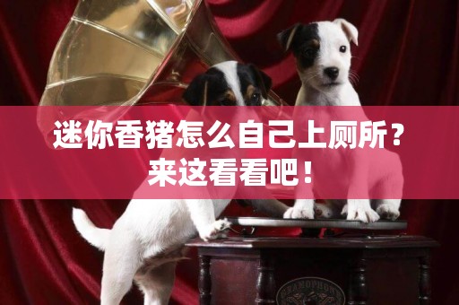 迷你香豬怎么自己上廁所?來這看看吧! 迷你香豬怎么自己上廁所?來這看看吧!