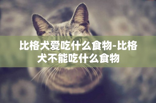 比格犬愛吃什么食物-比格犬不能吃什么食物