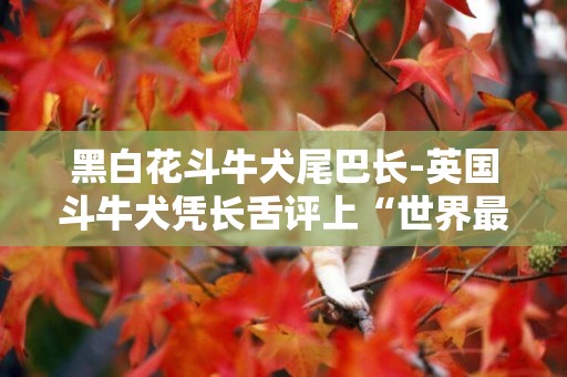 黑白花斗牛犬尾巴長-英國斗牛犬憑長舌評上“世界最丑狗”