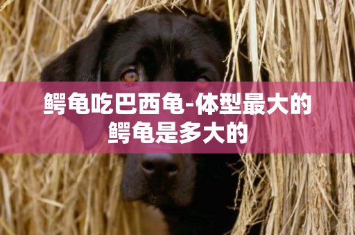 鱷龜吃巴西龜-體型最大的鱷龜是多大的