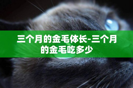 三個月的金毛體長-三個月的金毛吃多少