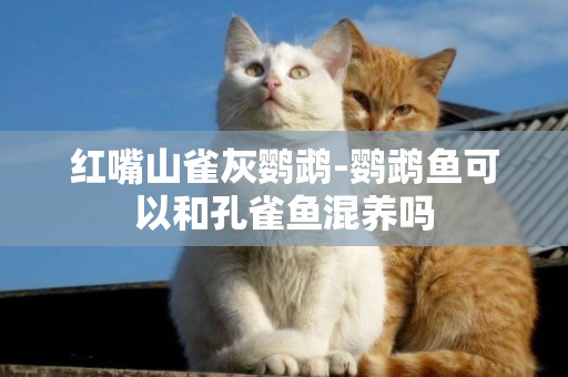 紅嘴山雀灰鸚鵡-鸚鵡魚可以和孔雀魚混養嗎