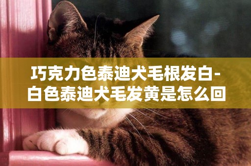 巧克力色泰迪犬毛根發白-白色泰迪犬毛發黃是怎么回事