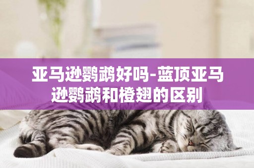 亞馬遜鸚鵡好嗎-藍頂亞馬遜鸚鵡和橙翅的區別